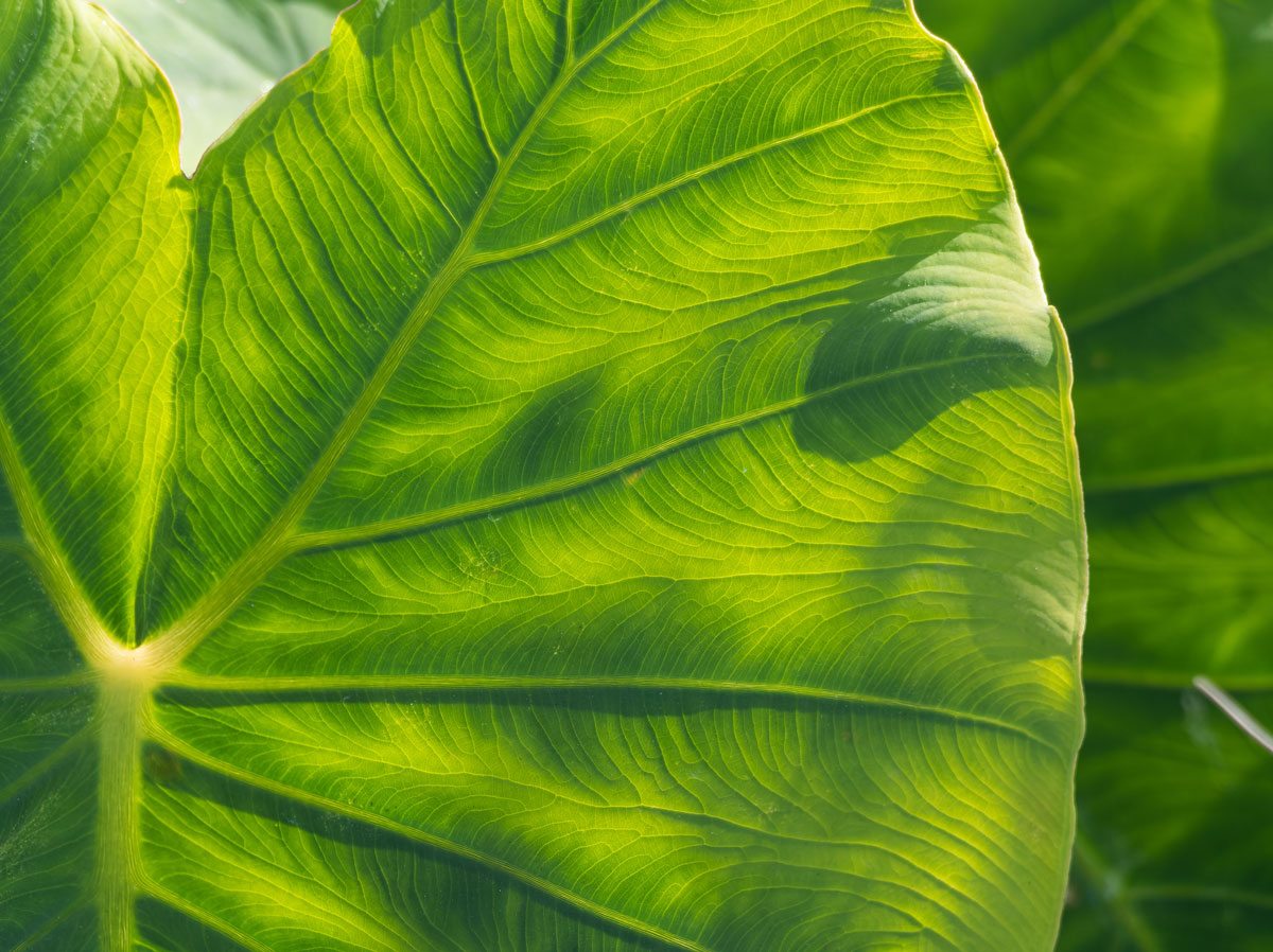 Close up photo of kalo leaves