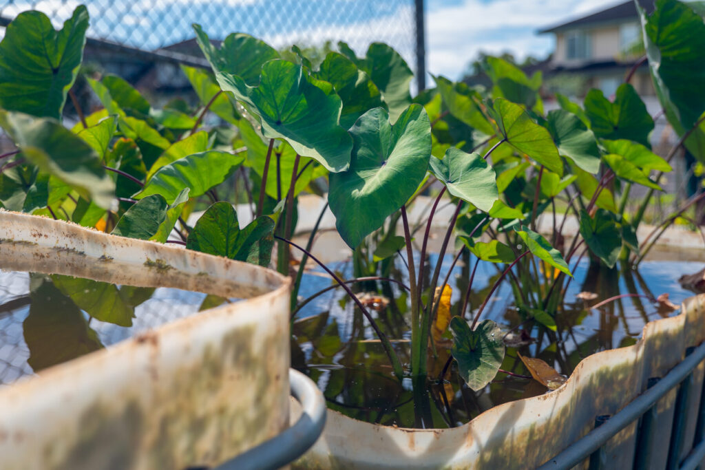 Kalo plant at Chiefess Kamakahelei Middle School Garden