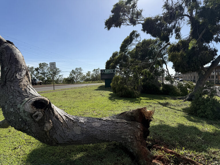 A fallen tree on the front lawn of Kapa‘a Middle School.