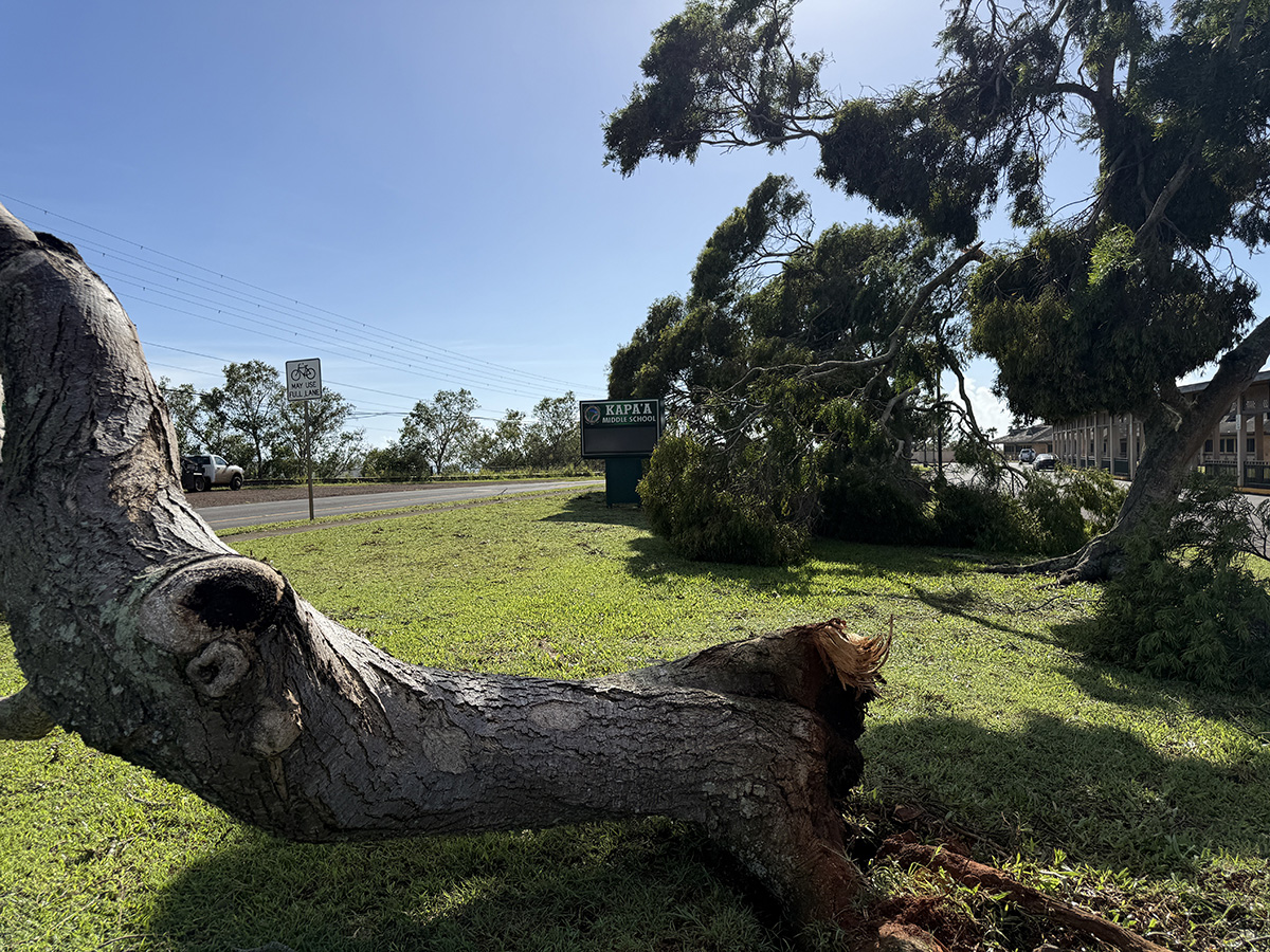 A fallen tree on the front lawn of Kapa‘a Middle School.