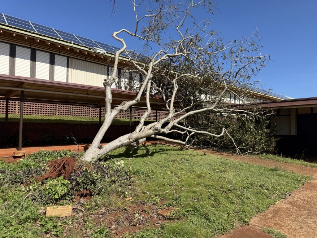 A fallen tree
