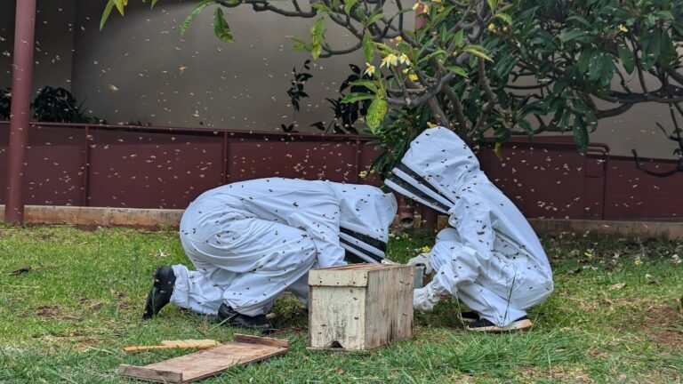 Student interns work with bees.