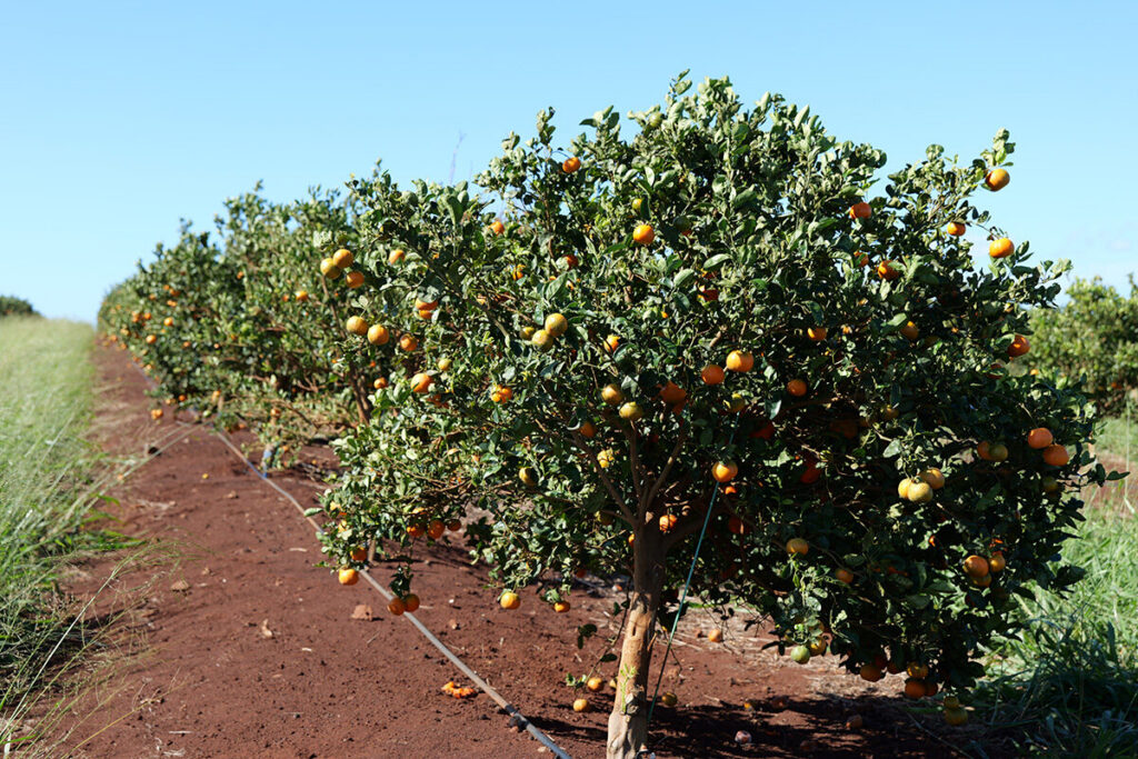 Locally grown Maui mandarins are seen at Mahi Pono.