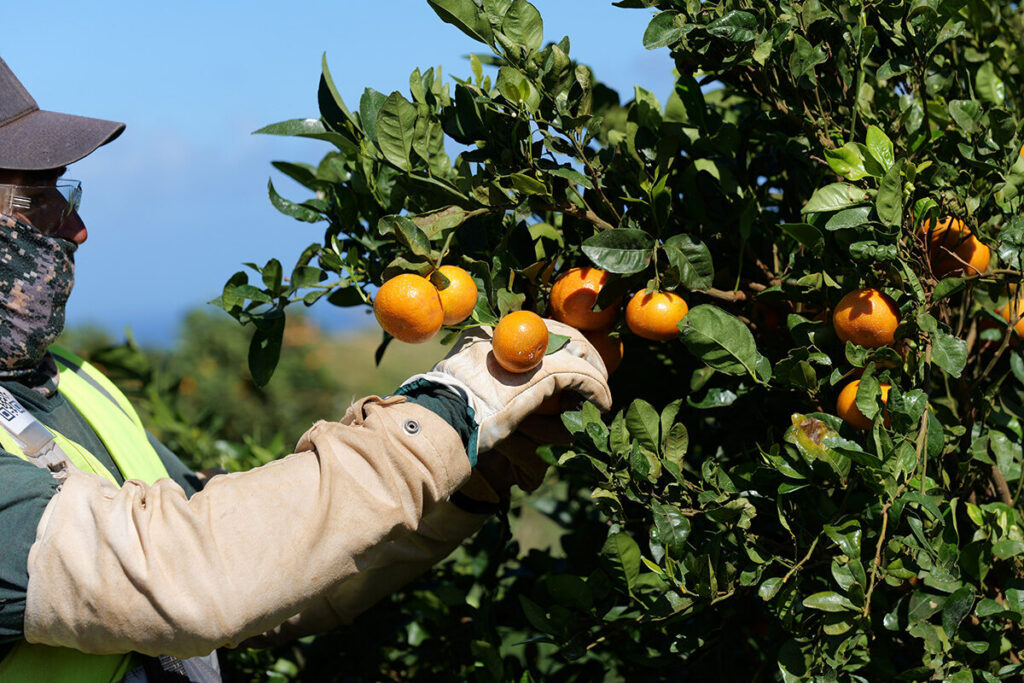 Maui mandarins are picked from a tree at Mahi Pono.