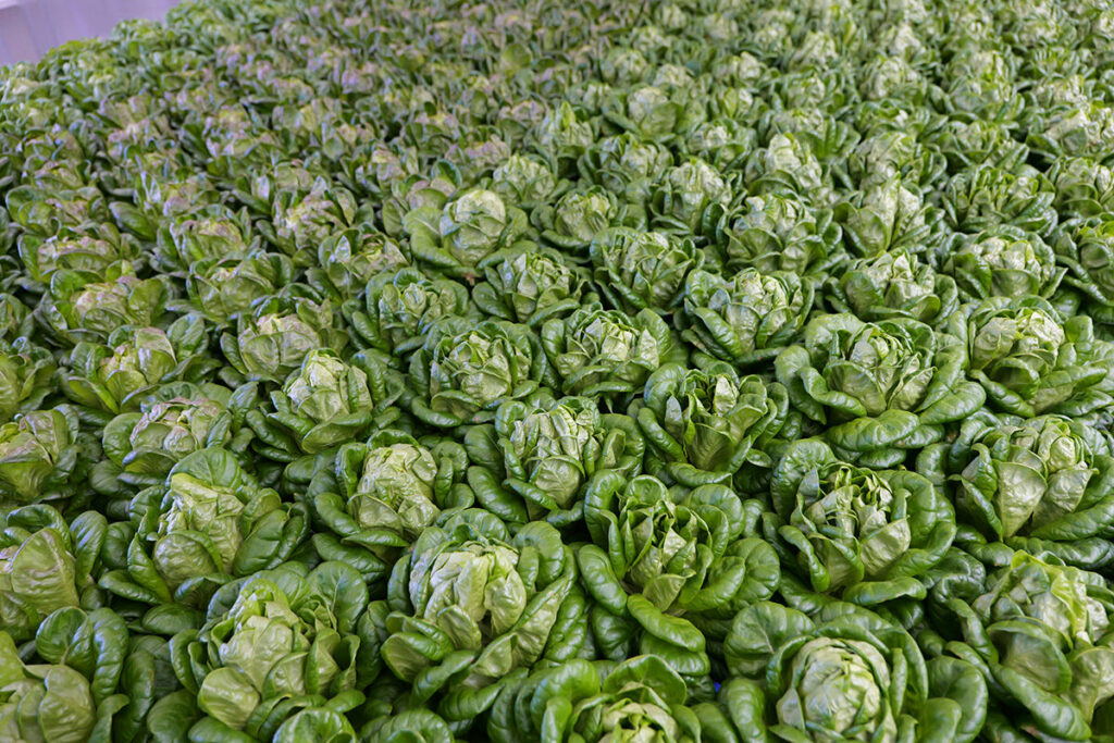 Lettuce is grown at the Waipahu High School.