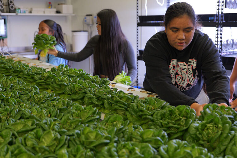 Students harvest lettuce at Waipahu High School.