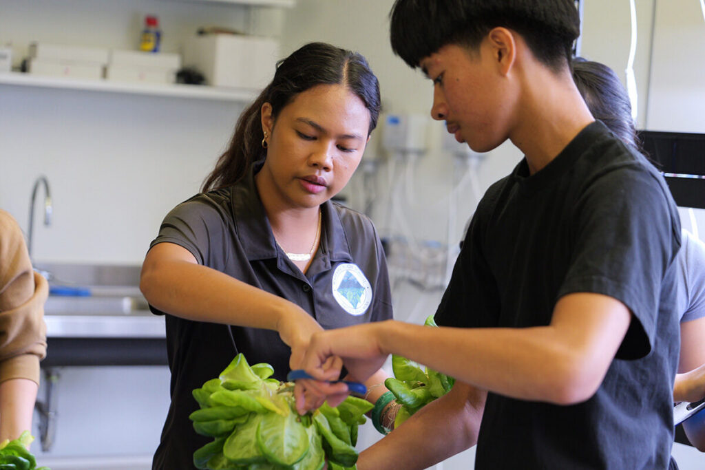 Students harvest lettuce at Waipahu High School.